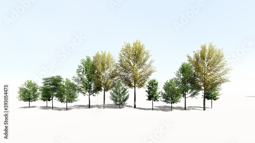 Wallpaper Mural 3d rendering of realistic trees isolated on a white background summer Torontodigital.ca