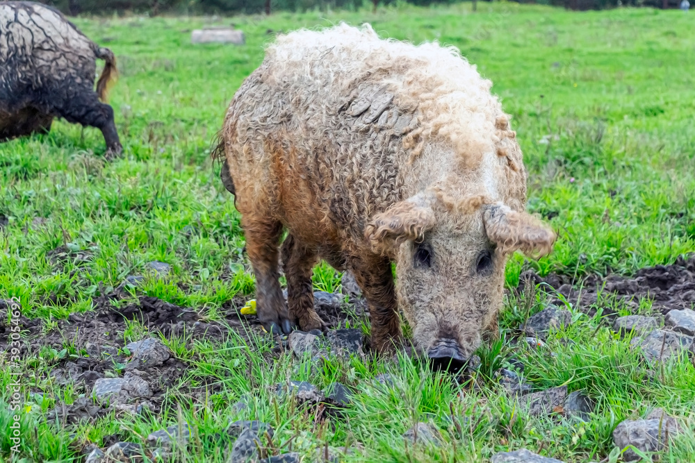 Mangalica Hungarian breed of domestic pig on farm grazing in mud and green grass Mangalica Hungarian breed of domestic pig on farm grazing in mud and green grass