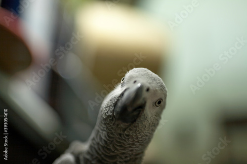 Beautiful gray parrot . Close up