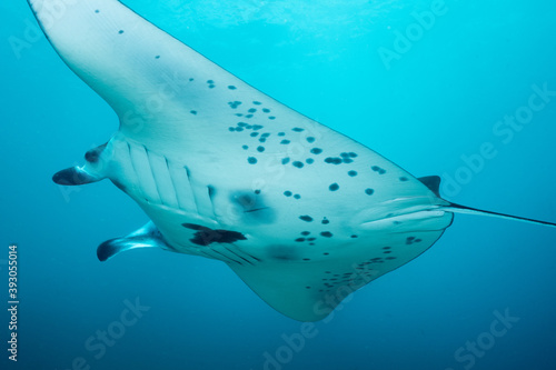Reef manta ray from below with black sport in blue deep ocean