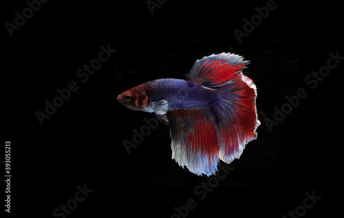 Small Beautiful Blue and Red Betta fish, at Black background 
