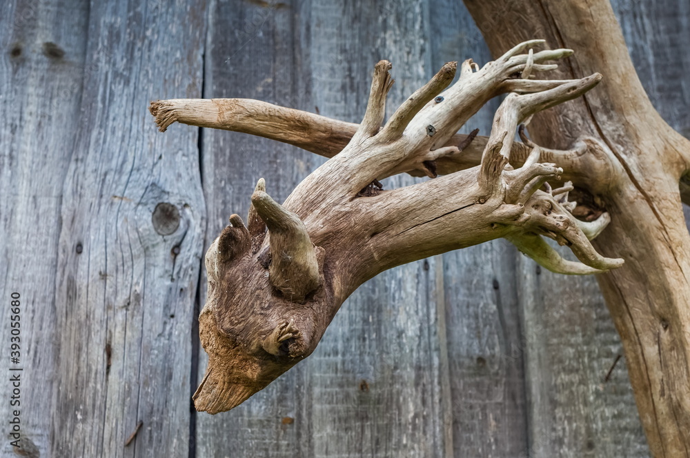 Fototapeta premium Dry tree root close-up in summer against the background of old boards of the barn wall