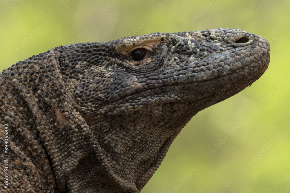 Fototapeta premium Komodo dragon portrait in Komodo national park indonesia