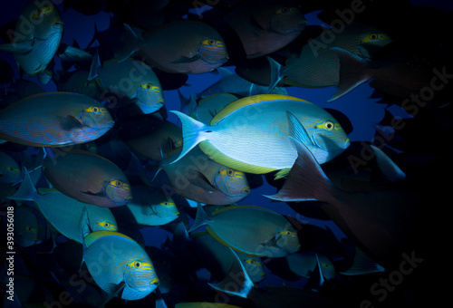 School of blue surgeon fish in Komodo Indonesia