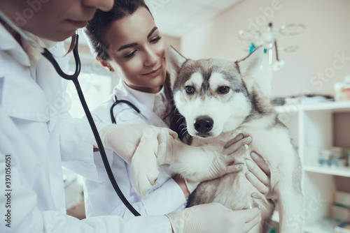 Fototapeta Naklejka Na Ścianę i Meble -  Dog in veterinary clinic with two doctors. 
