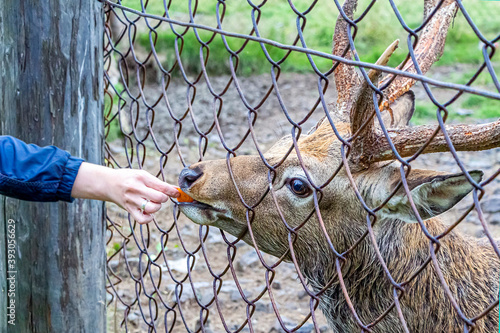 Female hands feed Cervus nippon, flower spotted deer in reserve or National Park through fence