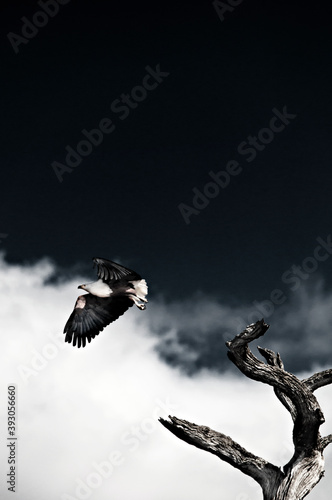 fish eagle taking off