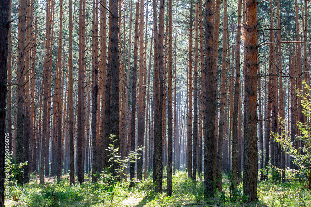 Pine forest. pine trunks on a summer day Pine forest. pine trunks on a summer day