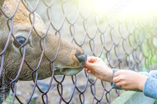Kid's hands feed Cervus nippon, flower spotted deer in reserve or National Park through fence