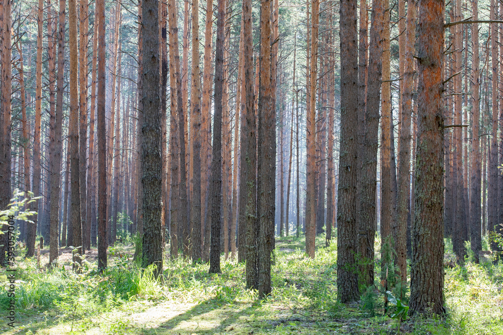 Obraz premium Pine forest. pine trunks on a summer day