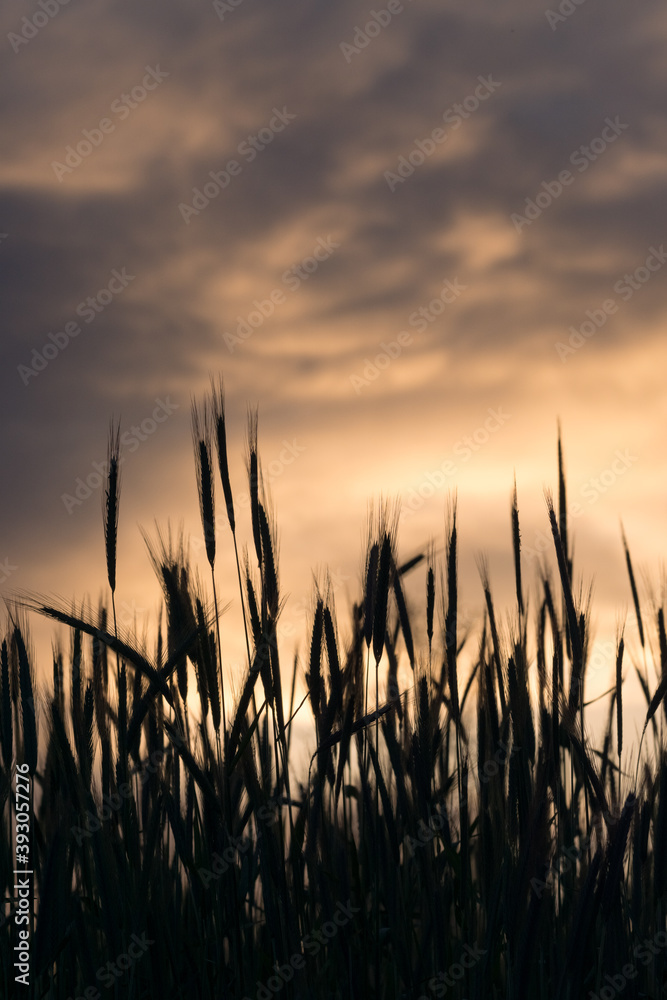 Closeup of the grainfield silhouette at sunset