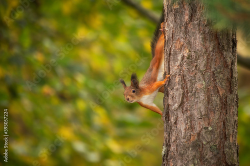 Cute red squirrel climbing