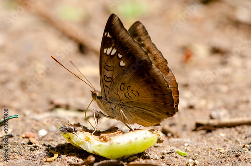 Canvas Print Close up butterfly drinking juice. fruit in the garden.