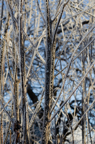 Wallpaper Mural frost-covered rowan branches, tree closeup Torontodigital.ca