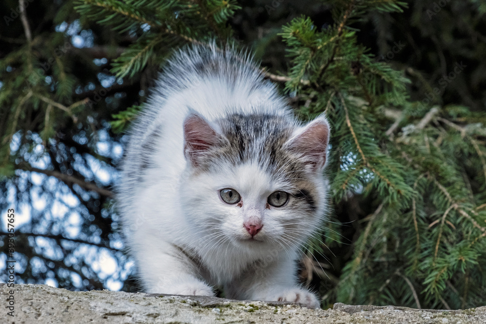 Domestic cat portrait