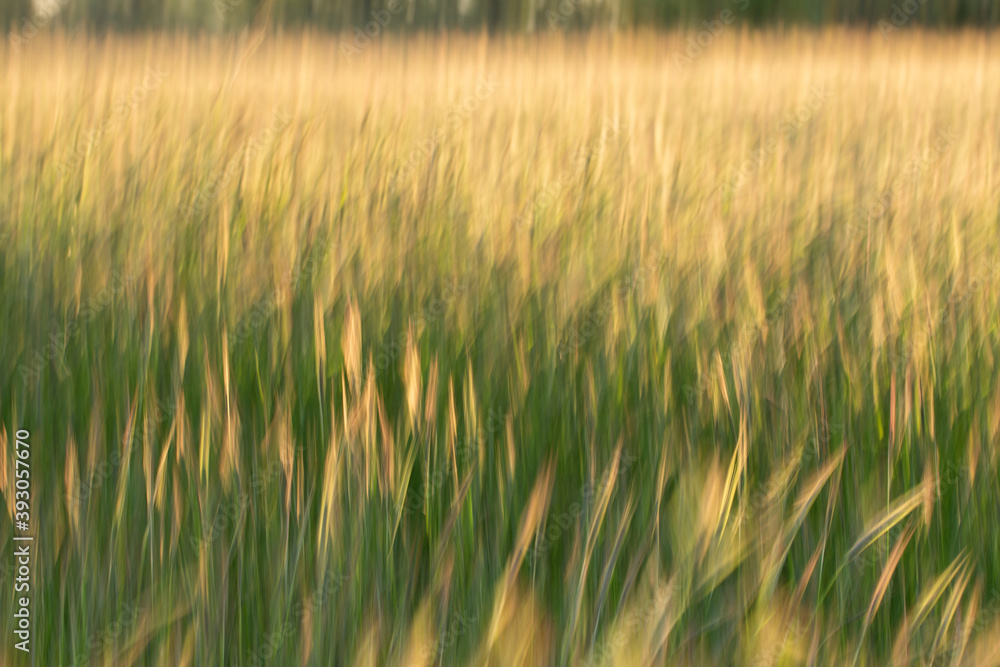 Motion blur grainfield at sunset with the sun behind it