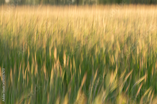 Motion blur grainfield at sunset with the sun behind it