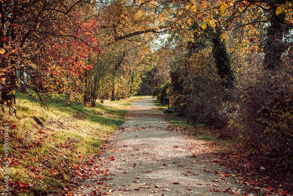 Obraz premium way in the city park in autumn