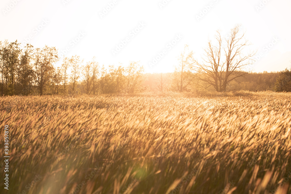 Grainfield at sunset with the sun behind it