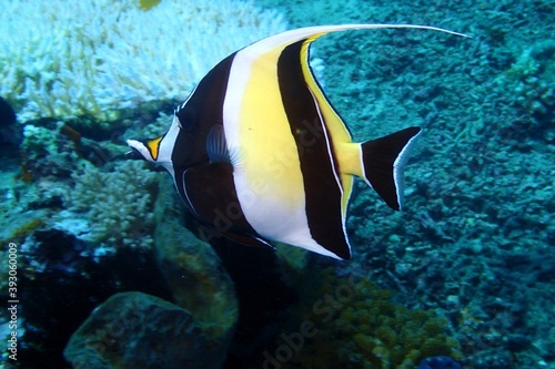 Moorish idol