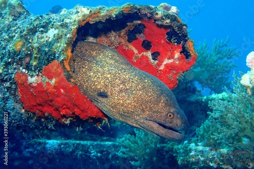 Moray eel