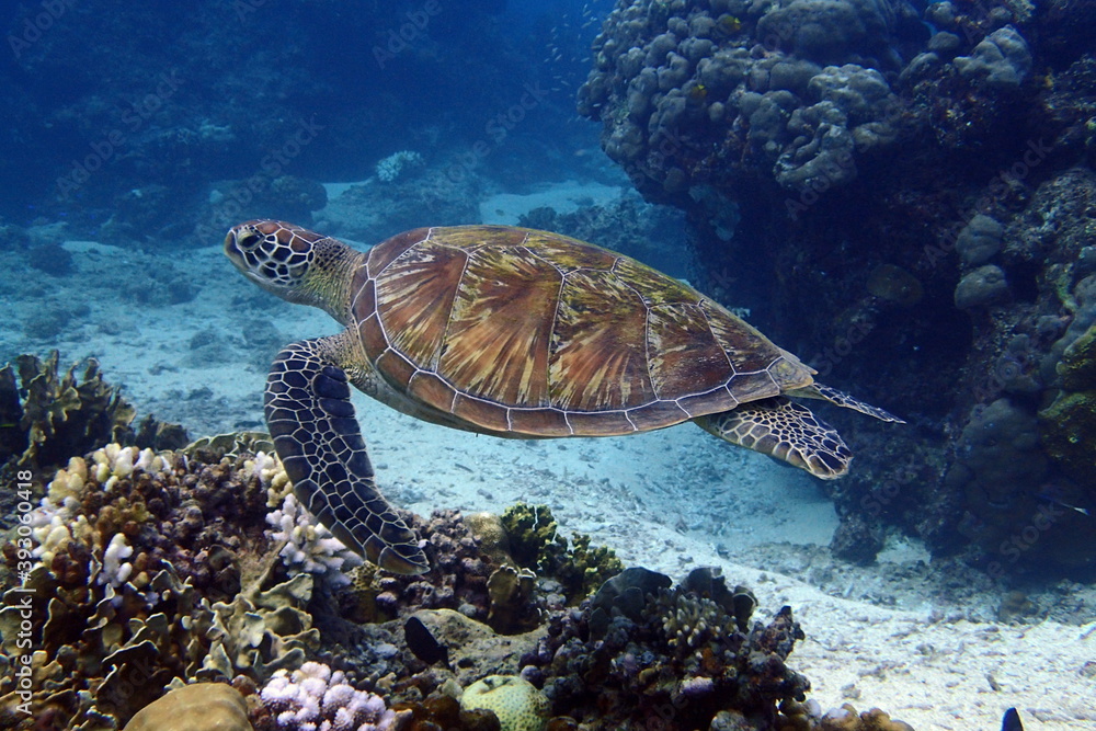 green turtle