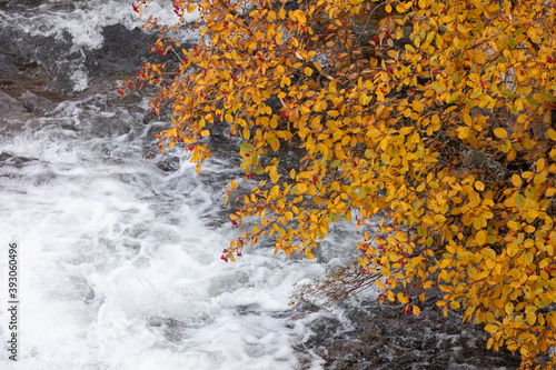 A torrent of cold water, from which the Aragon Subordan River is born, as it passes under the branches of a rowan tree, through the Aguas Tuertas valley, Hecho, Anso, Huesca. Aragonese Pyrenees. © Alvaro