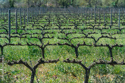 La Vinyeta ecologic vineyards, Alt Empordà, Empordà region, Girona Province, Catalonia, Spain