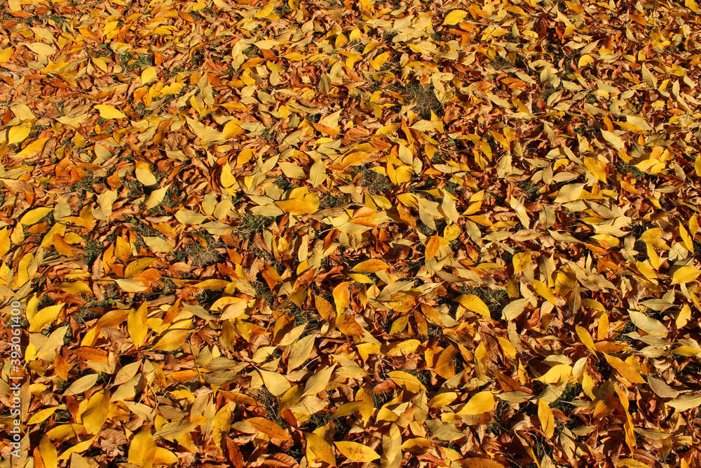 Yellow and brown leaves background
