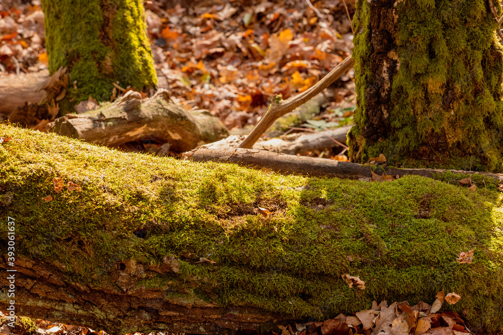 Obraz premium Bemooste Bäume im Herbstwald