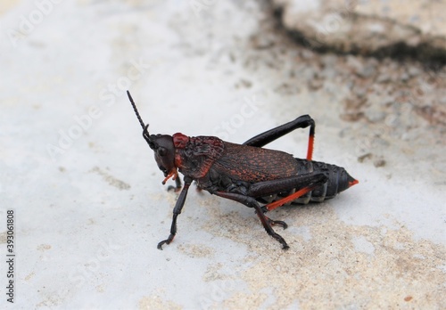 Dictyophorus spumans, the koppie foam grasshopper or rooibaadjie, is a species of grasshopper in the family Pyrgomorphidae indigenous to Africa.  photo