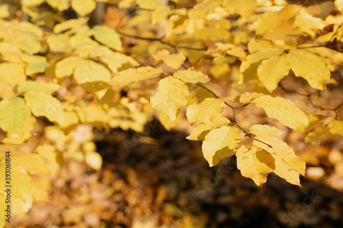 Herbstlicher Zweig in Gold