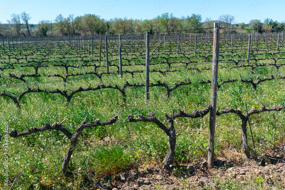 La Vinyeta ecologic vineyards, Alt Empordà, Empordà region, Girona Province, Catalonia, Spain