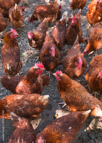Organic hens, La Vinyeta ecologic vineyards, Alt Empordà, Empordà region, Girona Province, Catalonia, Spain © JUAN CARLOS MUNOZ