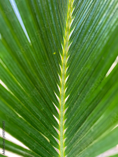 Beautiful colours of nature in spring