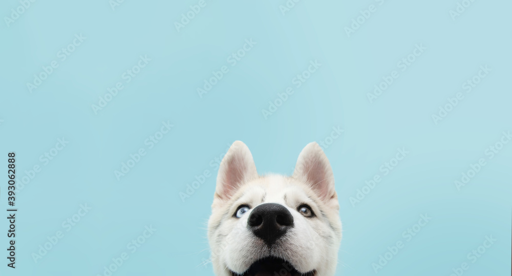 Close-up hide husky dog with colored eyes and happy expression. Isolated on blue background.