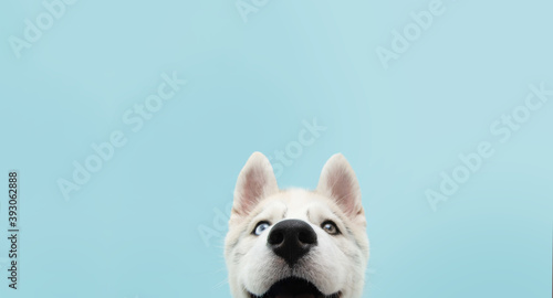 Close-up hide husky dog with colored eyes and happy expression. Isolated on blue background. photo