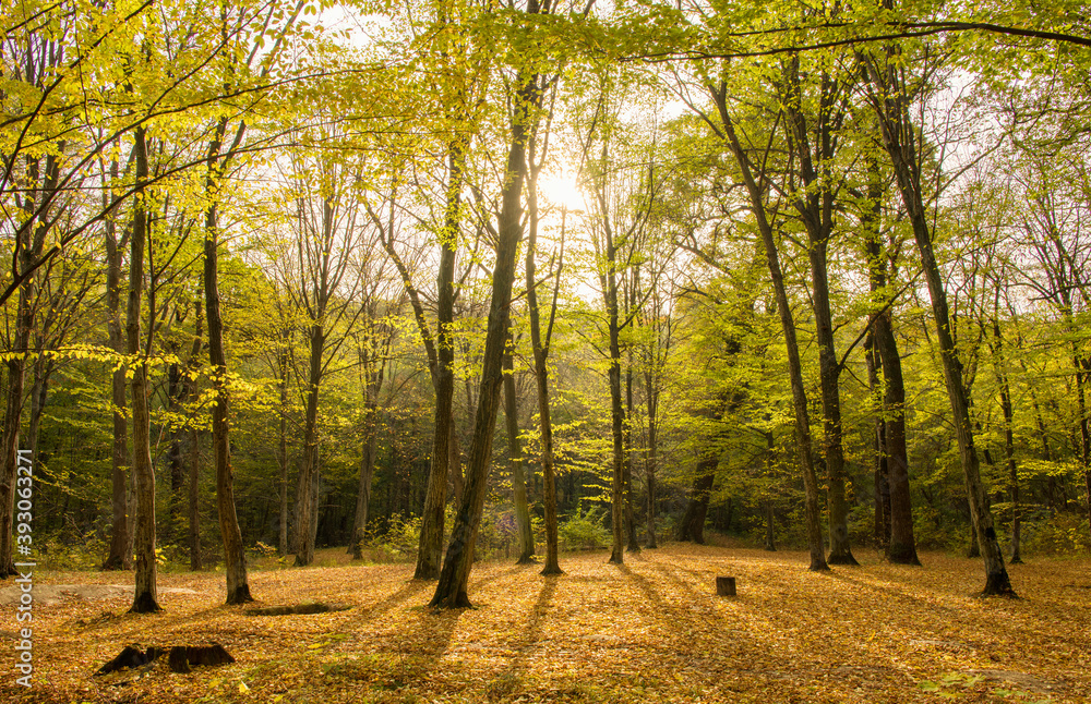 Autumn forest trees. Nature yellow wood sunlight backgrounds.