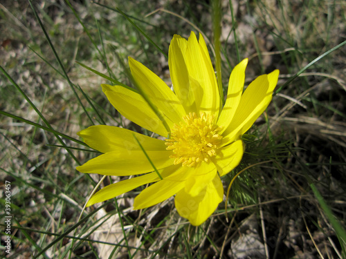 Obraz na płótnie Wild flower adonis vernalis