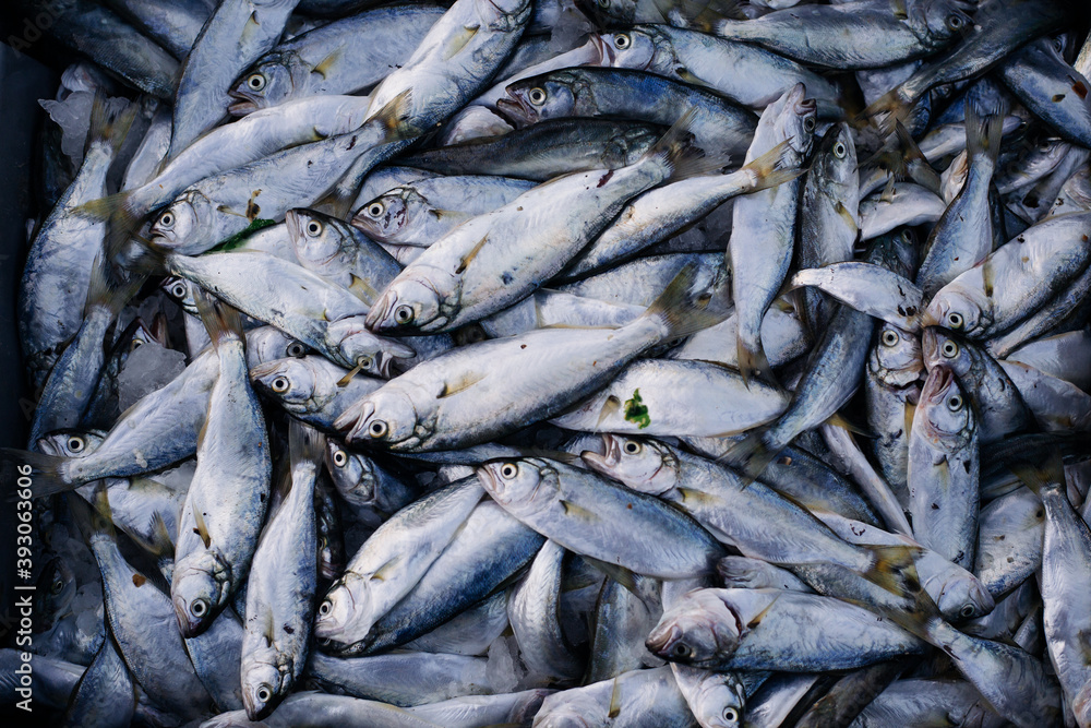 close-up of seafood market display, Fresh caught silver fish piled together on ice close-up of seafood market display, Fresh caught silver fish piled together on ice