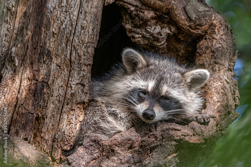 Naklejka premium Mittagsschlaf