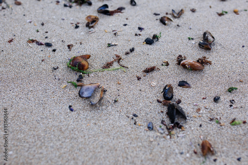 Kavarna, Bulgaria - September 2016: Brown and black, opened and closed seashells washed onto the beach by the sea