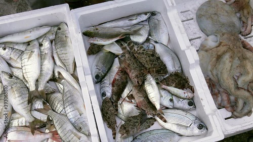 Upon returning from fishing, fresh fish is offered for sale on the harbor quay
