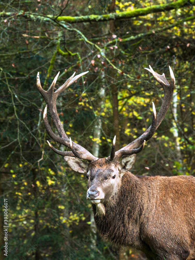 Hirsch Hirsch