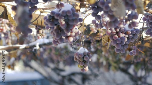 Grapes in the snow. Ice wine. Wine red grapes for ice wine in winter condition and snow.