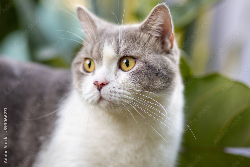 scottish fold cat are sitting in the garden with green grass.