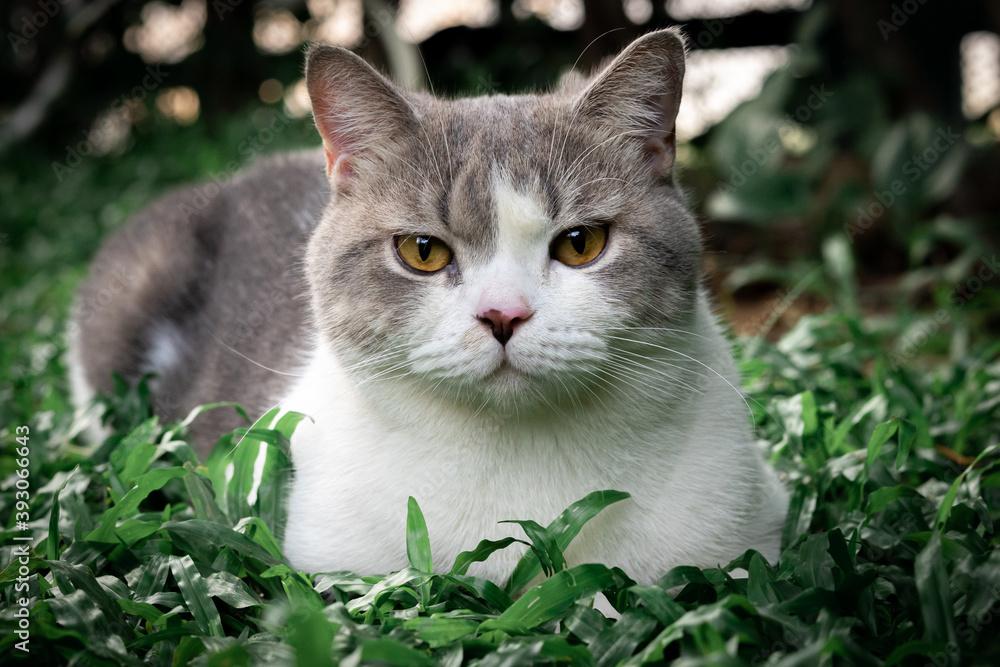 scottish fold cat are sitting in the garden with green grass.