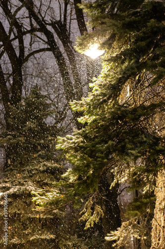 First snow, silence in the park