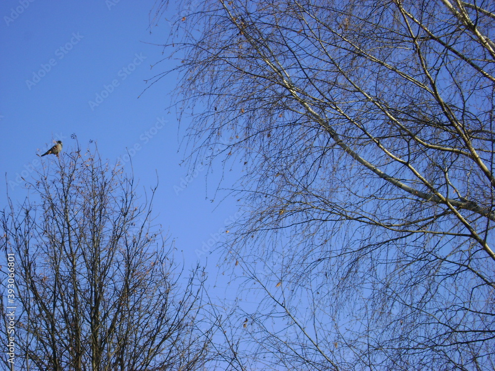 crow on an autumn tree against a blue sky crow on an autumn tree against a blue sky