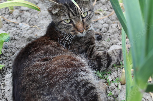 cat on the grass